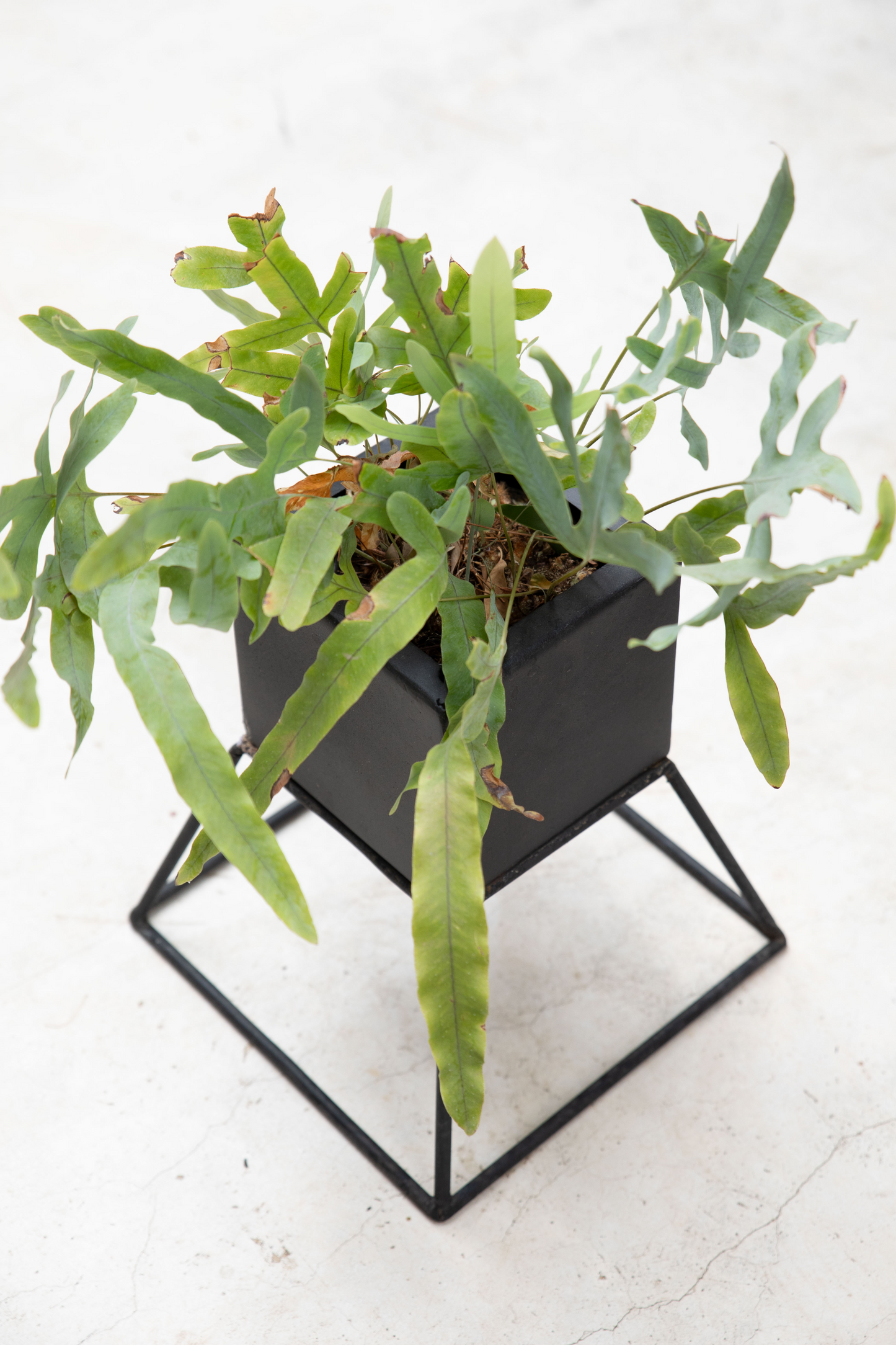 Eco Haven Planter Cube